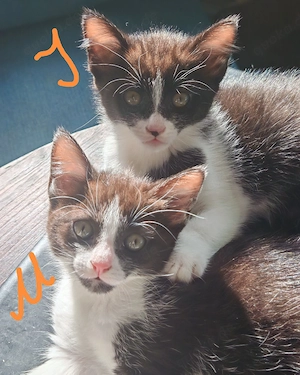 Schwarz-weiße Kitten von Orientalisch-Kurzhaar (OKH) Mutter suchen liebevolles Zuhause 