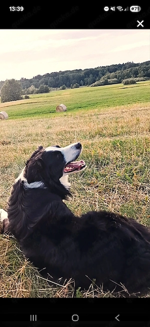 Bordercollie Deckrüde 