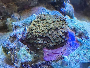 Meerwasser cyphastrea 24k Koralle
