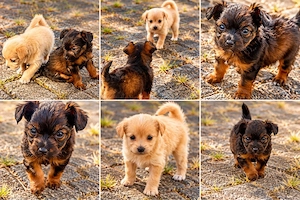 chihuahua Mischlingwelpen