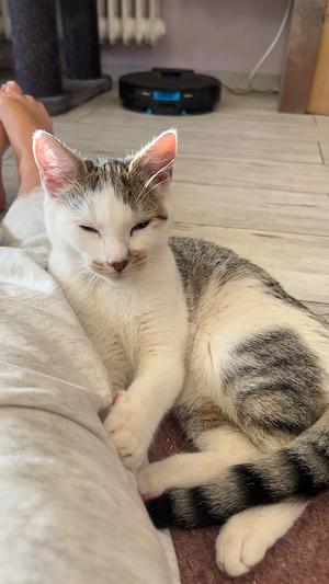Süße Hauskatze 4 Monate alt 