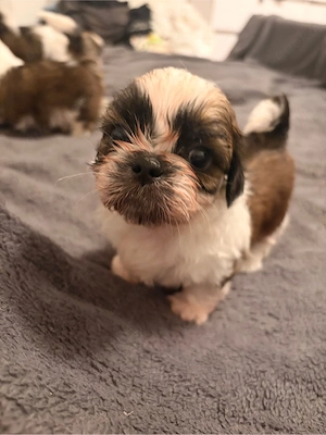 Shih Tzu welpen 