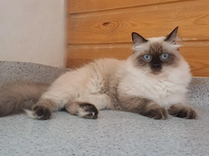 Neva masquarade sibirische Katze weiblich