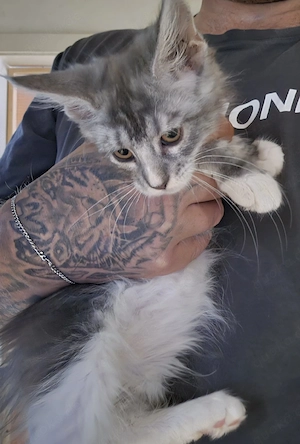 Maine Coonkitten 