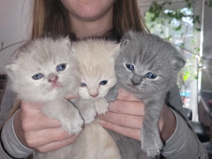 BKH Kitten reinrassig lilac blau creme