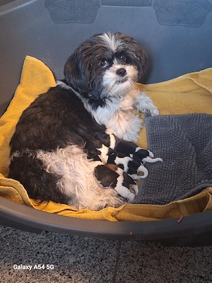Shih-Tzu   Malteser Welpen 