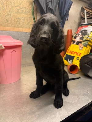 Flat Coated Retriever Welpen
