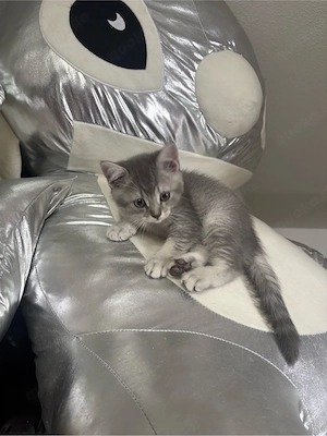 bkh kitten 