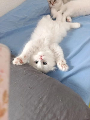 Bkh und  Blh Katzen 