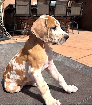    Wunderschöner männlicher Deutsche-Dogge-Welpe sucht sein Zuhause fürs Leben   