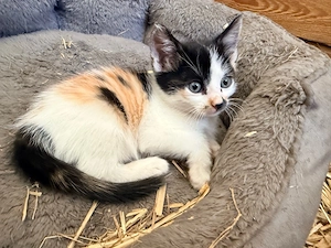 Katzenbabys suchen ein zu Hause