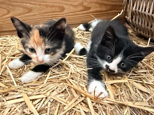 Katzenbabys suchen ein zu Hause