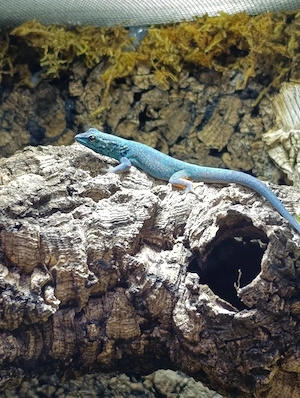 1.0 Lygotactylus Williamsi DNZ (Hellblauer Zwergtaggeko)