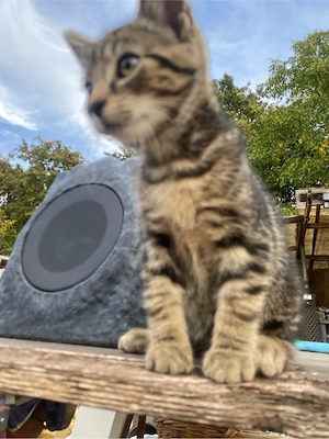 Katzenbäbys