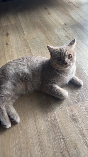 Haus Kater 8 monate 