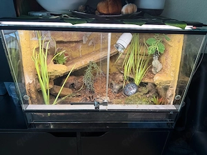 Terrarium mit Lasiodora parahybana 