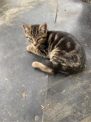 Katzenbäbys