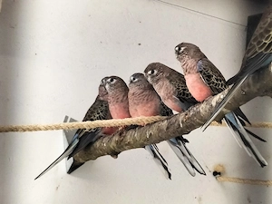 Bourkessittiche 