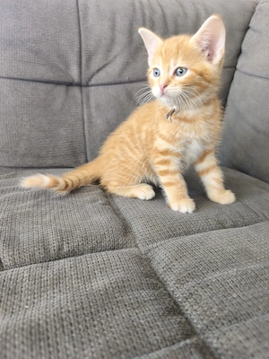 wunderschöne EKH BKH Kitten