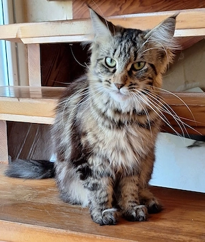 Hübsches Maine Coon Mädchen, 9 Monate alt