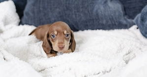Verfügbare Mini-Dackelwelpen zur Adoption
