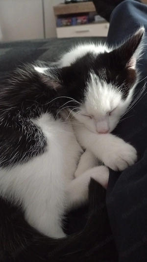 Mama mit einem Kitten Mädchen suchen Zuhause 