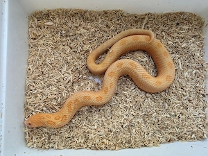 1.0 Heterodon nasicus Arctic Sunbrust Conda adult