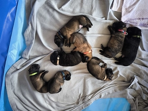 Malinois x Herder Welpen 