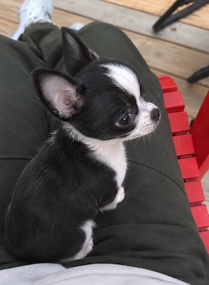 Chihuahua Mädchen 12 Wochen alte sucht liebevolle Familie