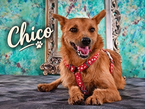 Chico - sucht ein kuscheliges Zuhause