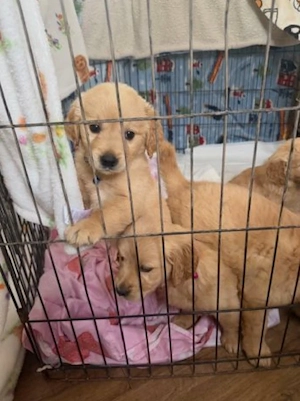 Golden Retriever Welpen        Süße, liebevolle Welpen suchen ein Zuhause