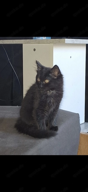 2 Katzen Mädchen 