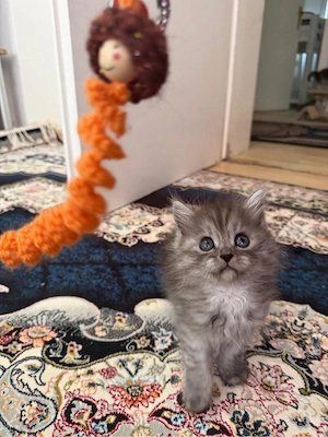 britischkatzen 