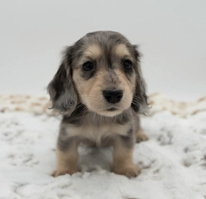 Verfügbare Mini-Dackelwelpen zur Adoption