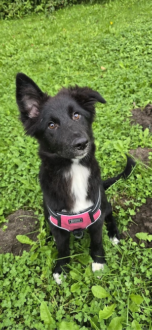 Junge Collie-Mix-Hündin Luna sucht verantwortungsvolles Zuhause