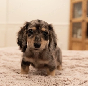 Verfügbare Mini-Dackelwelpen zur Adoption