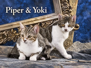 Piper und Yoki, die Unzertrennlichen