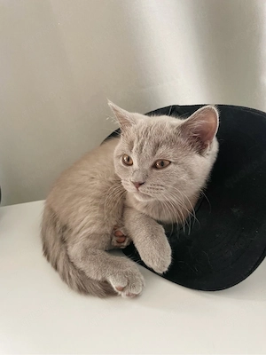   lilac Kitten auszugsbereit