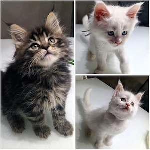 Maine Coon Kitten
