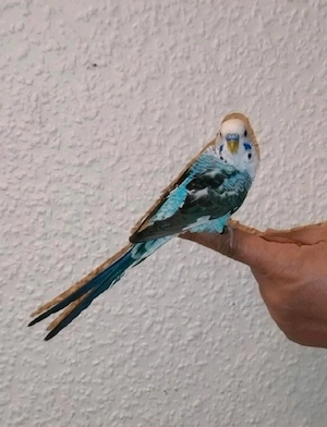 handzahm Wellensittich Hahn blackwing Spalt blackface zahm Vögel zutraulich Wellis Haustier 