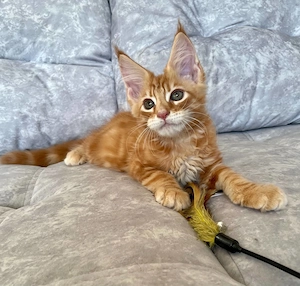 Wunderschöner roter Langhaar-Kater sucht liebevolles Zuhause
