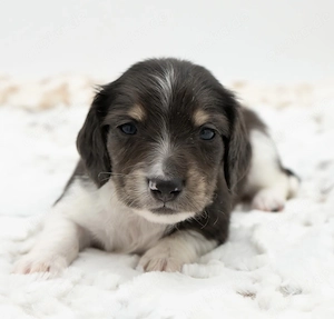 Verfügbare Mini-Dackelwelpen zur Adoption