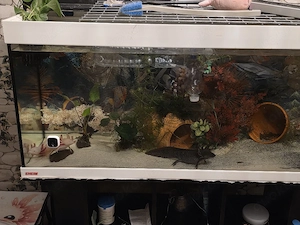 Axolotl  aus Privat zucht