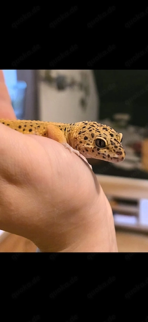 Afghan tangerine leopardgecko männchen