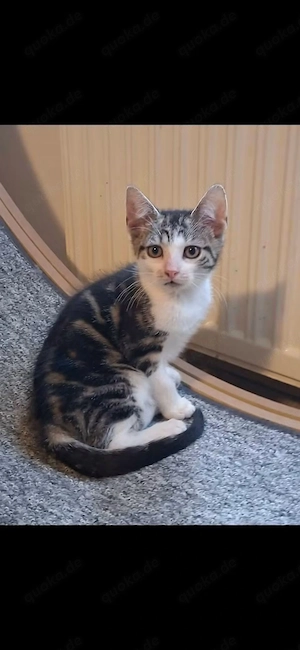 Europäisch kurzhaar Kitten, alles weibchen