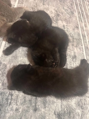  3 Blackies 