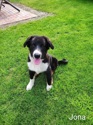 Pfälzer Shepherd Welpen - 2 zauberhafte Hunde suchen noch ihre Familien fürs Leben 