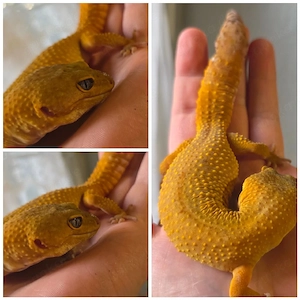 Mandarin Tangerine leopardgecko weibchen 