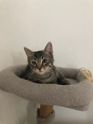 EKH Kitten Kätzchen