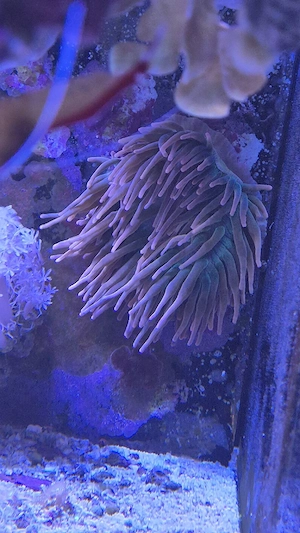 Meerwasser Aquarium Korallen Ableger Anemone Sunburst